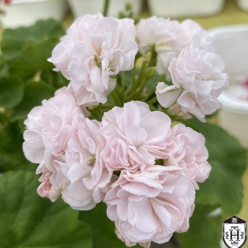 Pelargonium 'Shelk Lebedushka' - Pelargoon 'Shelk Lebedushka' P9/0,55L